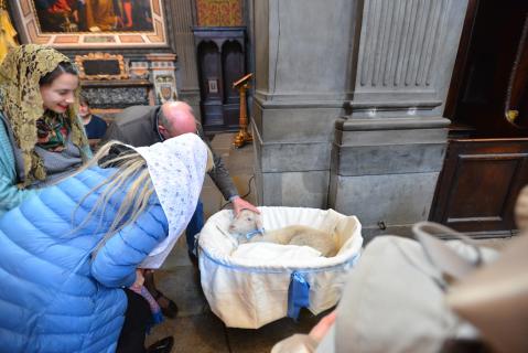 L&rsquo;agneau est aussitôt adopté par tous&hellip;
