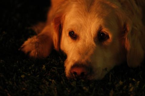 Camaille, la chienne du chanoine Landais, veille d&rsquo;un &oelig;il placide sur le bon déroulement du dîner.