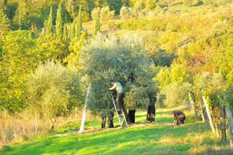 Les séminaristes partent à la recherche des olives