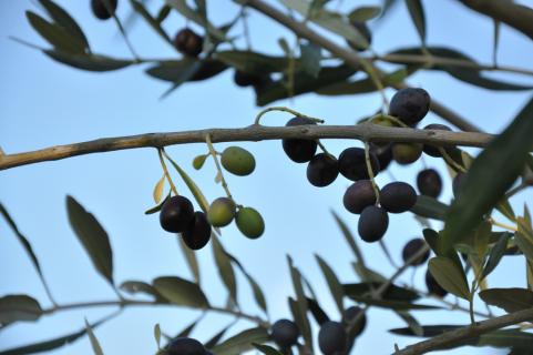 Les olives tant recherchées !