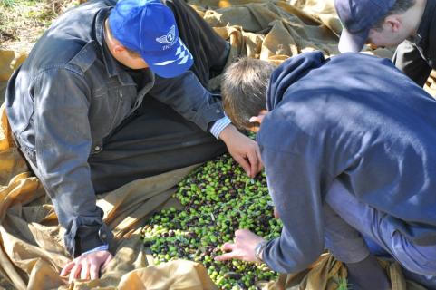 Les olives sont soigneusement séparées des feuilles et des branches