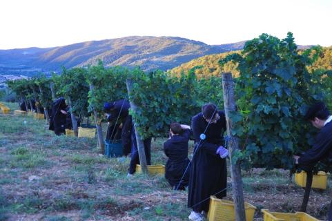 Deux séminaristes s&rsquo;affairent pour chaque rangée de pieds de vigne