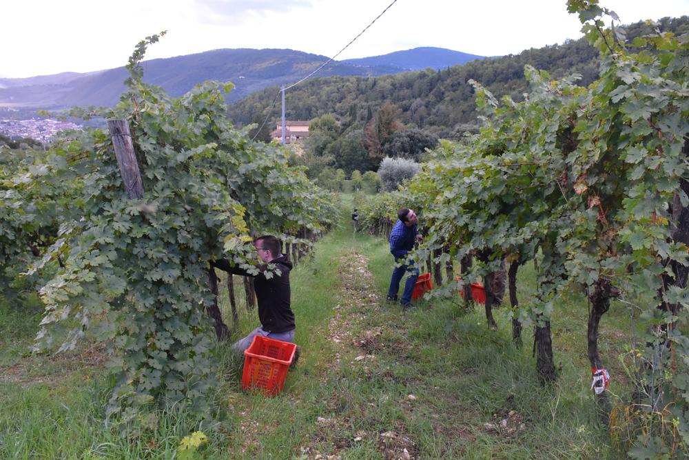 Les Premières Années dans les vignes du Séminaire
