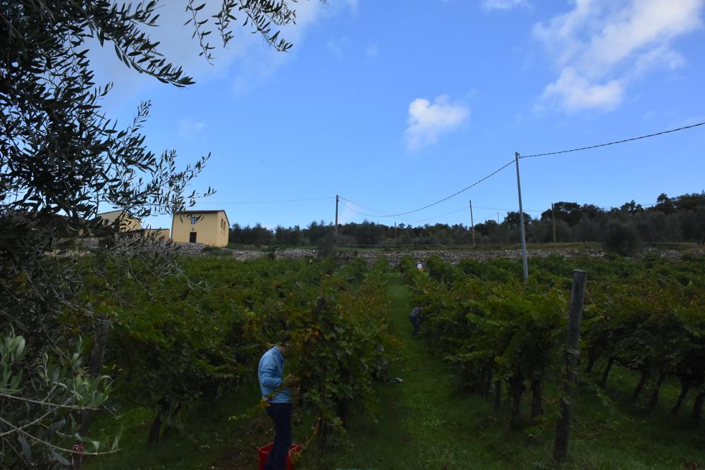 Les Premières Années dans les vignes du Séminaire